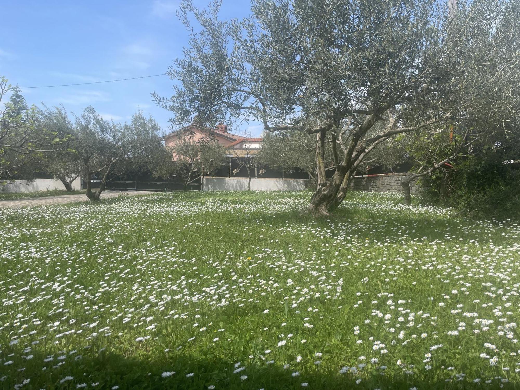 Paradise Villas With Swimming Pool Koper Rom bilde